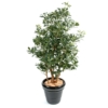 Pittosporum artificiel 150 cm