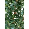 Pittosporum artificiel 150 cm – Image 4