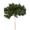 Pin artificiel – Image 3