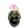 Cyclamen artificiel 32 cm