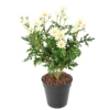 Marguerite blanc anthemis artificiel 40 cm – Image 2