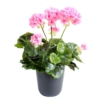 Geranium artificiel rose 40 cm