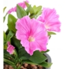 Petunia artificiel blanc et rose 25 cm – Image 2