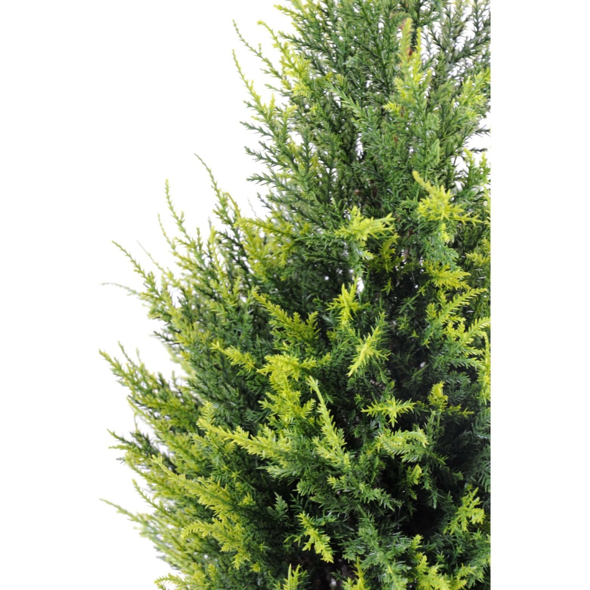 Cyprès artificiel vert et jaune – Image 2
