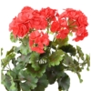 Geranium artificiel rouge 35 cm - résistant aux UV – Image 2