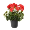 Geranium artificiel rouge 35 cm - résistant aux UV – Image 3