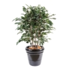 Ficus exotica buisson artificiel vert