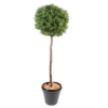 Eucalyptus artificiel 110 cm