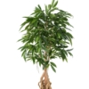 Ficus avec racine artificiel – Image 3