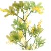 Mimosa artificiel 80 cm – Image 3
