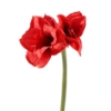 Amaryllis tige artificiel 75 cm – Image 3