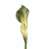 Calla lily vert artificiel 90 cm