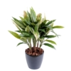 Dracaena cordyline artificiel 85 cm