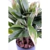 Dracaena cordyline artificiel 85 cm – Image 2