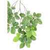 Hêtre grandifolia spray artificiel – Image 3