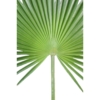 Palme palmier camerus artificiel – Image 2