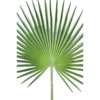 Palme palmier camerus artificiel – Image 3