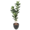 Ficus elastica artificiel 170 cm – Image 2