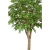 Bucida artificiel – Image 2