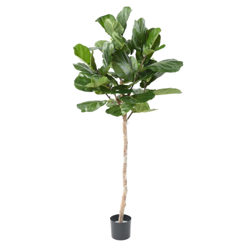 Lyrata artificiel
