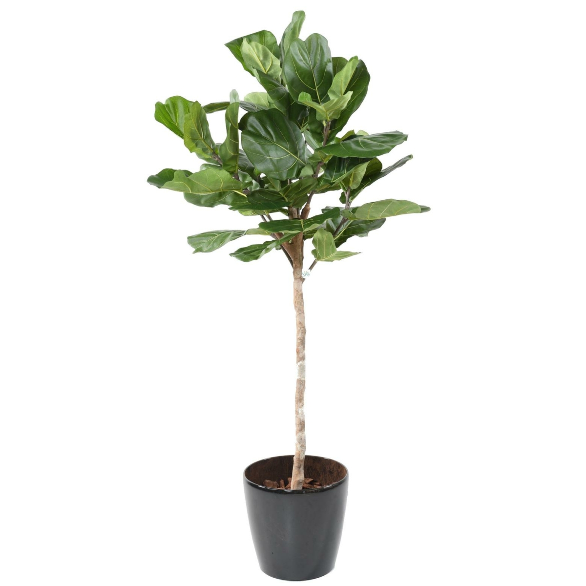 Lyrata artificiel – Image 2