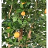 Oranger arbre artificiel – Image 3