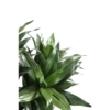 Dracaena fragrans artificiel – Image 4