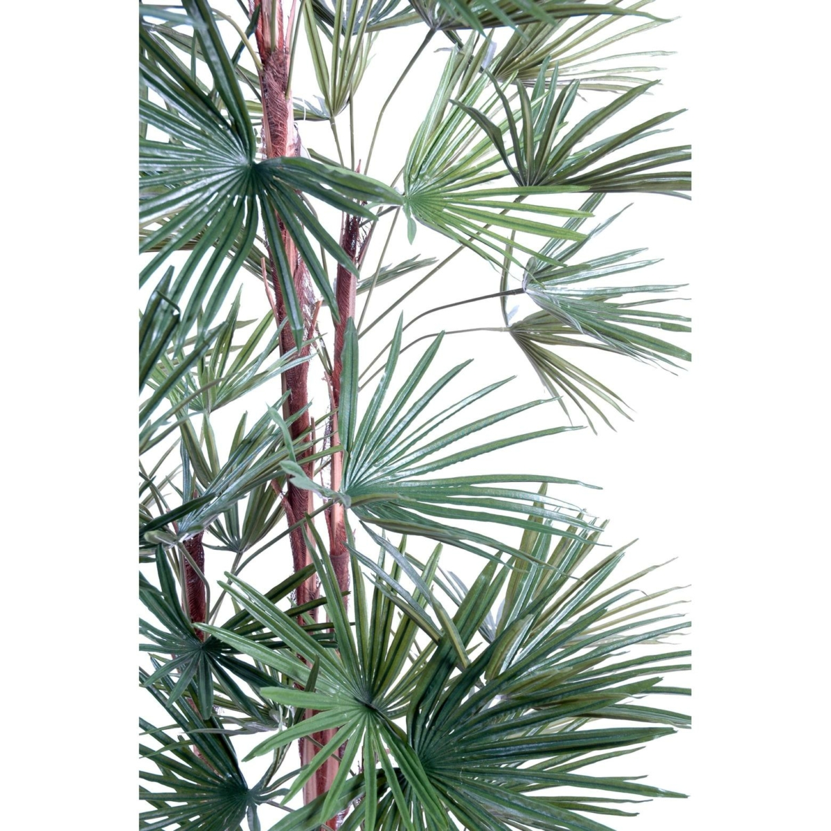 Livistona artificiel – Image 3
