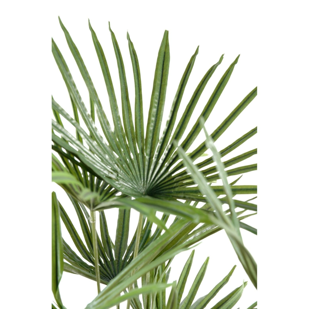 Livistona artificiel – Image 4