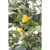 Citronnier artificiel – Image 4