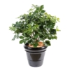 Schefflera exotica buisson artificiel 90 cm