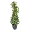 Pothos tuteur artificiel 130 cm – Image 2