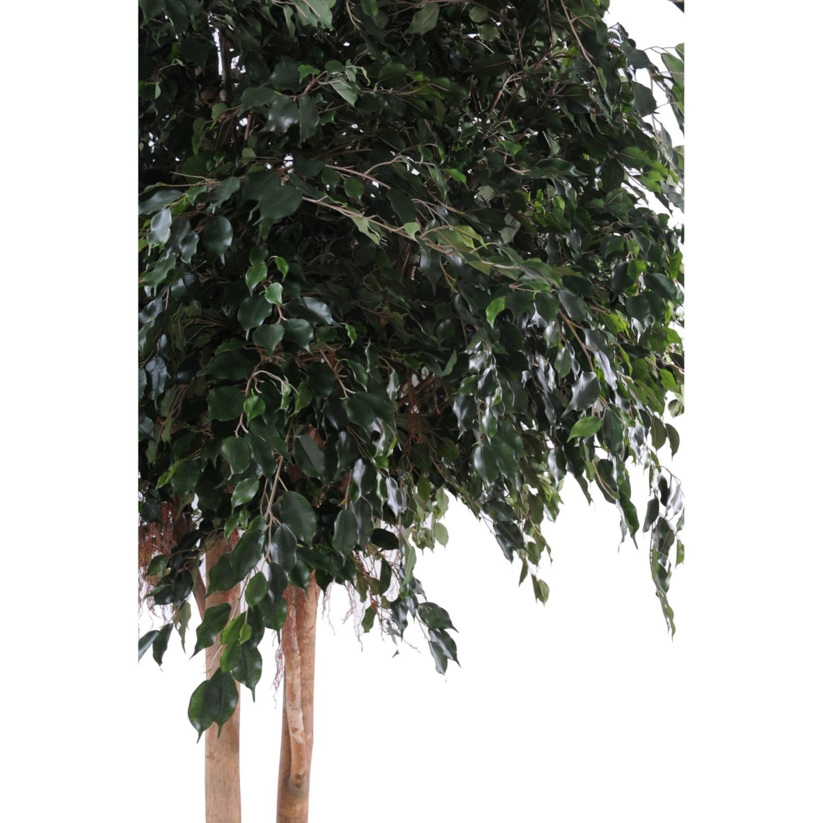 Ficus exotica géant artificiel – Image 2