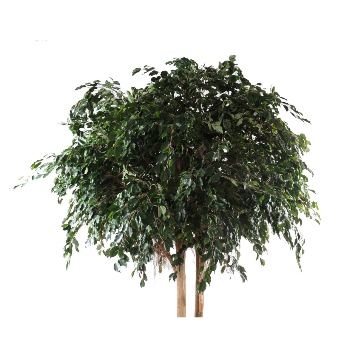 Ficus exotica géant artificiel – Image 4