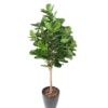 Lyrata royal artificiel 180 cm – Image 2