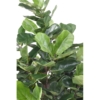 Lyrata royal artificiel 180 cm – Image 4