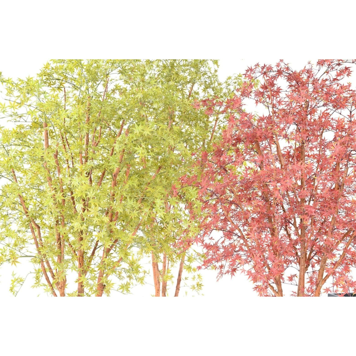 Aralia arbre artificiel vert 340 cm - résistant aux UV – Image 5