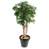Schefflera petit arbre artificiel 150 cm