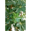 Schefflera petit arbre artificiel 150 cm – Image 2