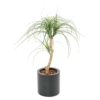 Beaucarnea artificiel 90 cm – Image 2
