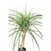 Beaucarnea artificiel 90 cm – Image 4