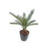 Cycas artificiel