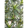 Dracaena anita artificiel – Image 2