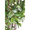 Dracaena surculosa artificiel – Image 2