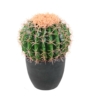 Cactus echino artificiel