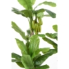 Bananier arbre avec fruits artificiel 180 cm – Image 5