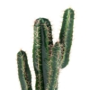 Cactus cereus artificiel – Image 3