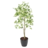 Aralia artificiel – Image 3