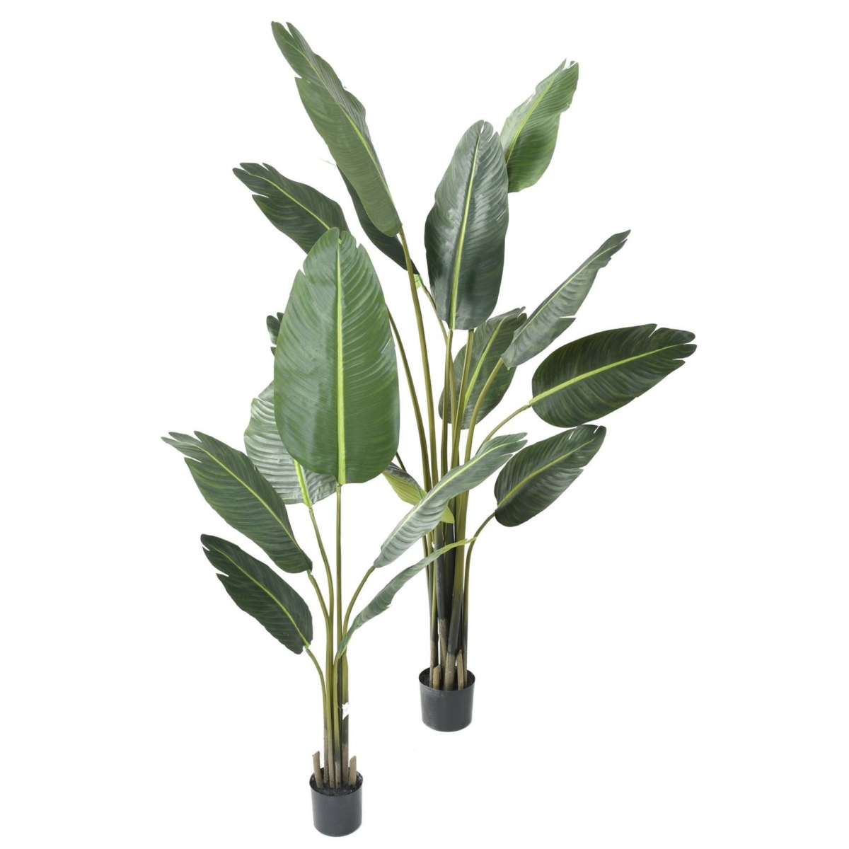Arbre du voyageur artificiel – Image 3