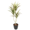 Dracaena artificiel – Image 2